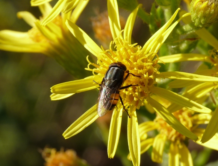 Stomorhina lunata M  (Calliphoridae)